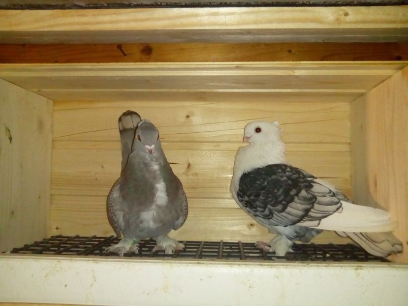  - Satineti - am renuntat la ei