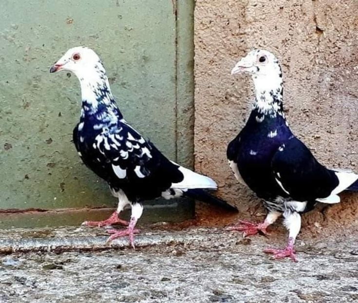  - NU AMI APARTIN 2020