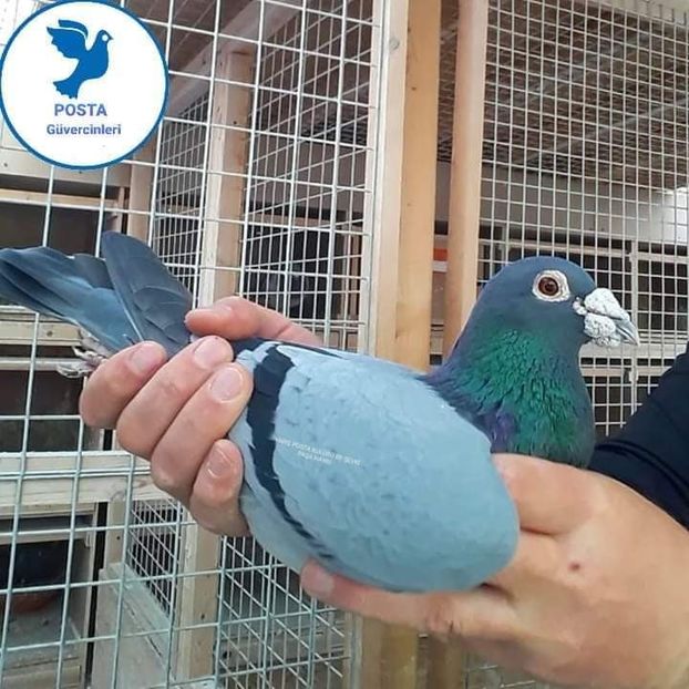  - NU AMI APARTIN 2020