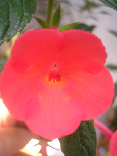 Orange de Light - ACHIMENES