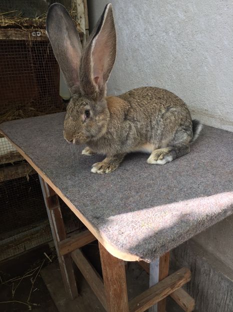 5170EDBD-A076-499D-BDB5-9F5F6284411E - RO 8-3054