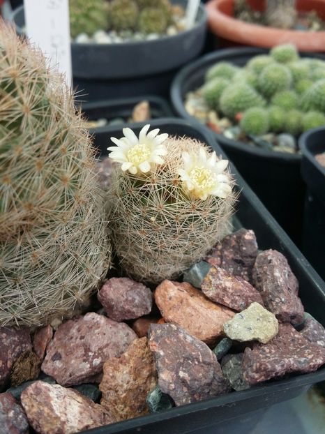  - cactusi 2020