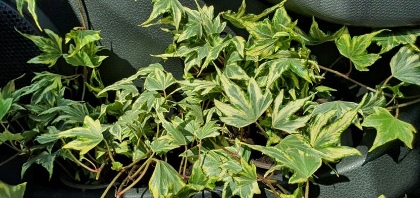 Iedera helix - Suculente de vanzare 2020