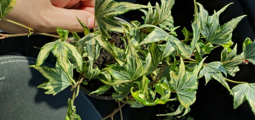  - Suculente de vanzare 2020