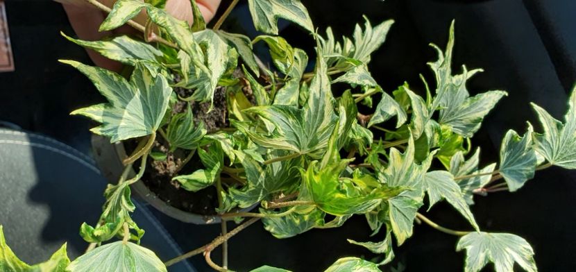  - Suculente de vanzare 2020