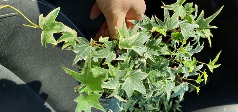  - Suculente de vanzare 2020