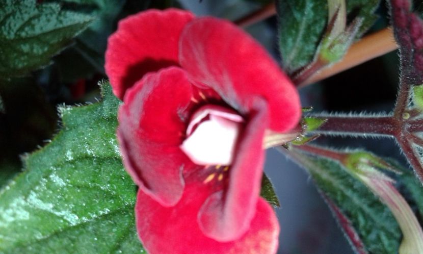 4- Petite Fadette - 2020- ACHIMENES