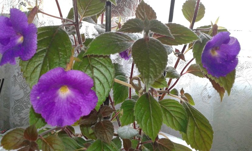 5- Pulcherimma - 2020- ACHIMENES