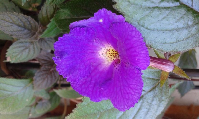 5- Pulcherimma - 2020- ACHIMENES