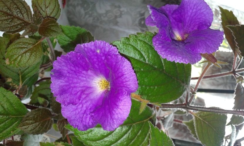 5- Pulcherimma - 2020- ACHIMENES