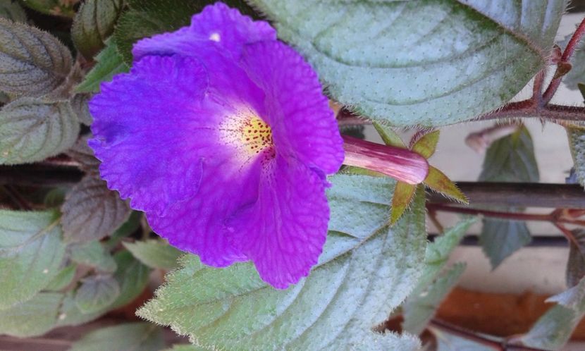 5- Pulcherimma - 2020- ACHIMENES