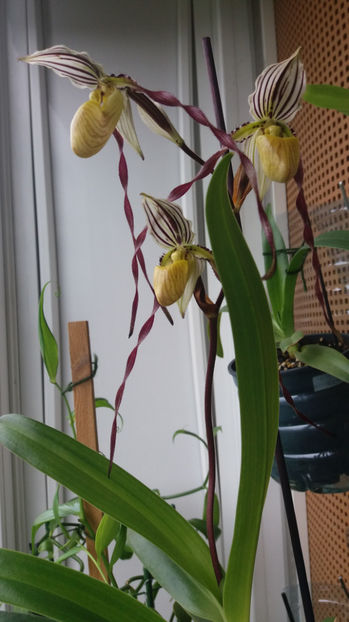 paphiopedilum "philippinense" - Orhidee_5_simpodiale fără pseudobulbi