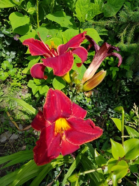  - Hemerocallis