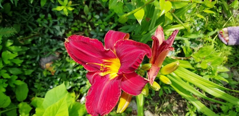  - Hemerocallis