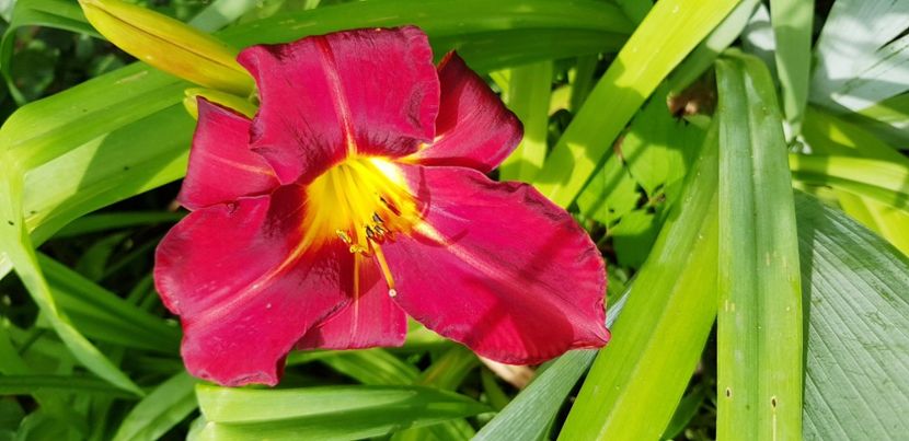  - Hemerocallis