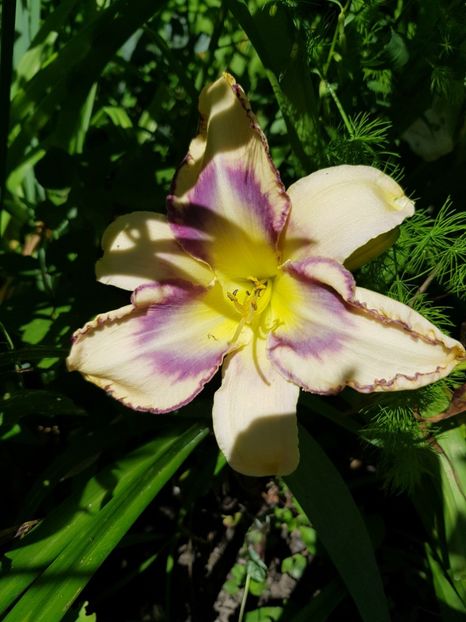  - Hemerocallis