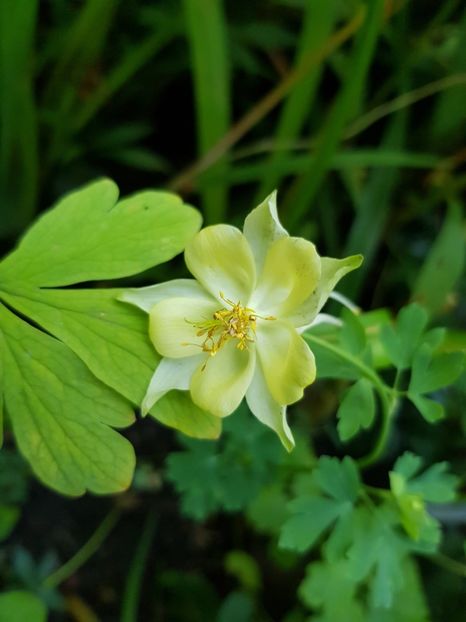  - Caldarusa sau aquilegia