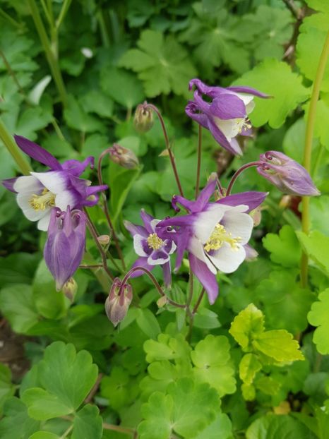  - Caldarusa sau aquilegia