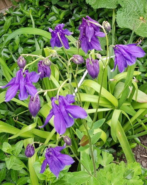  - Caldarusa sau aquilegia