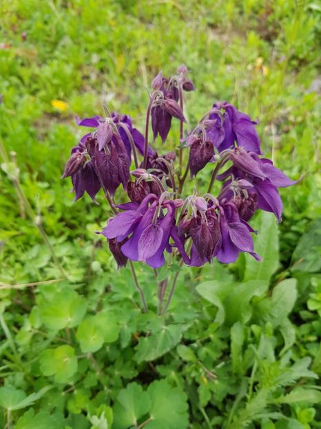  - Caldarusa sau aquilegia