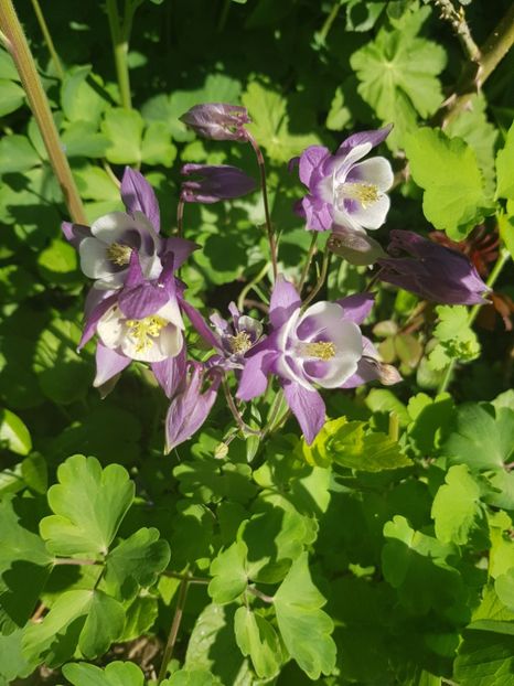  - Caldarusa sau aquilegia