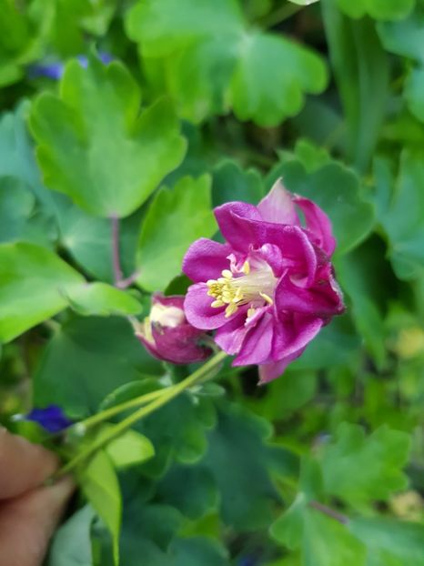  - Caldarusa sau aquilegia