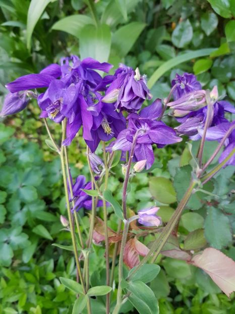  - Caldarusa sau aquilegia