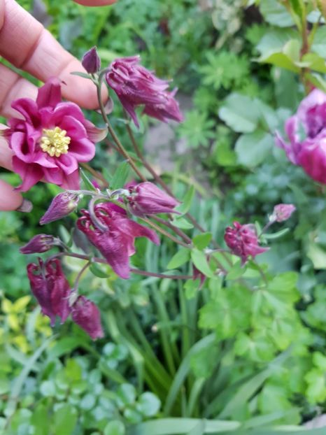  - Caldarusa sau aquilegia