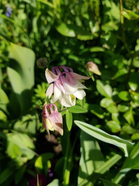  - Caldarusa sau aquilegia