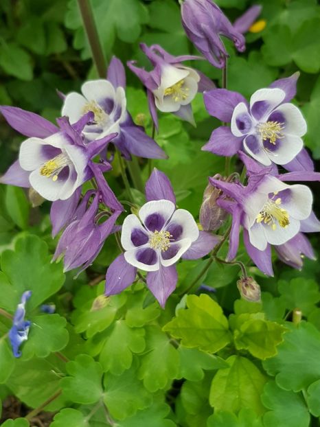  - Caldarusa sau aquilegia