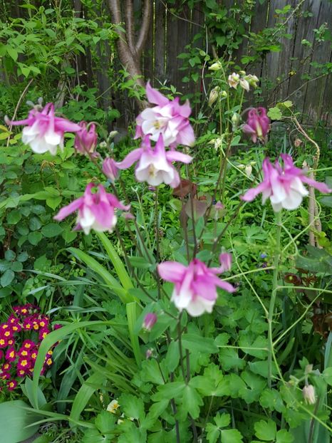  - Caldarusa sau aquilegia