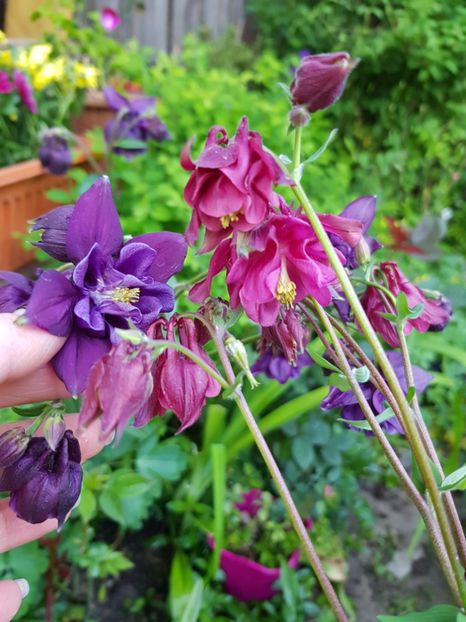  - Caldarusa sau aquilegia