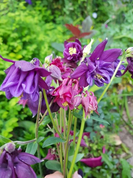  - Caldarusa sau aquilegia