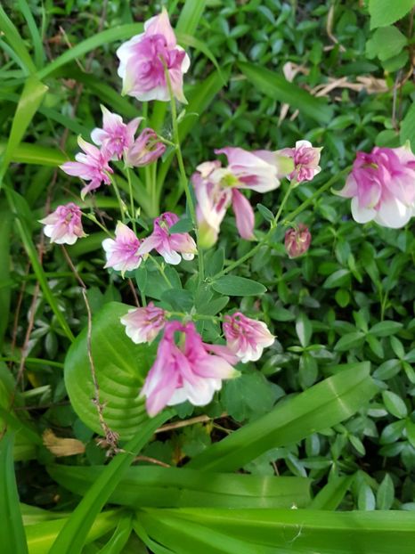  - Caldarusa sau aquilegia