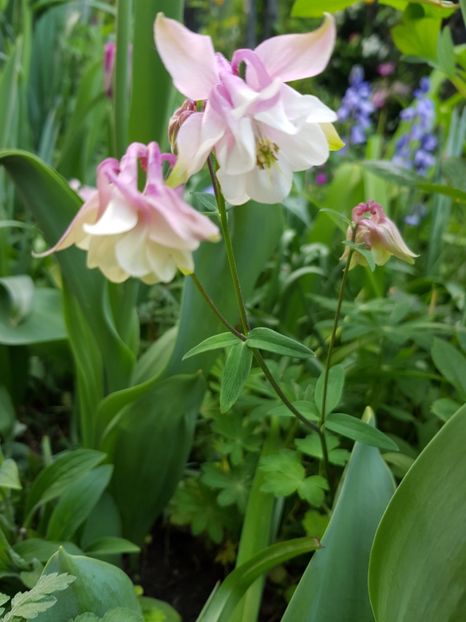  - Caldarusa sau aquilegia