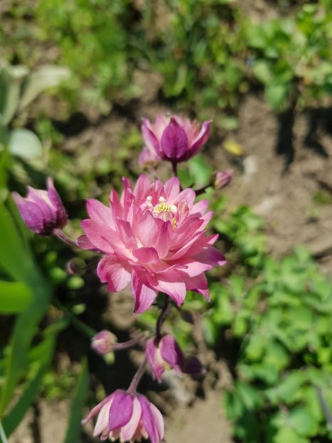  - Caldarusa sau aquilegia