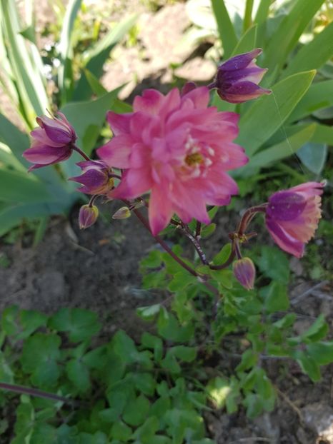  - Caldarusa sau aquilegia