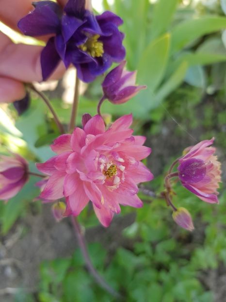  - Caldarusa sau aquilegia