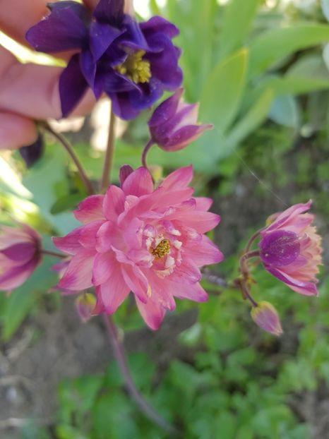  - Caldarusa sau aquilegia