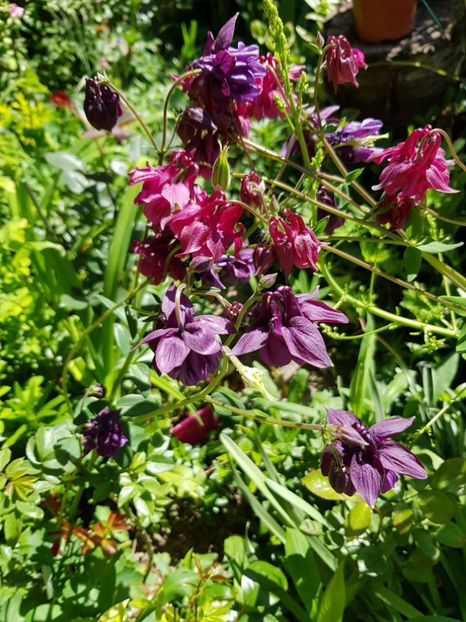  - Caldarusa sau aquilegia