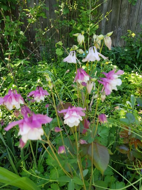  - Caldarusa sau aquilegia