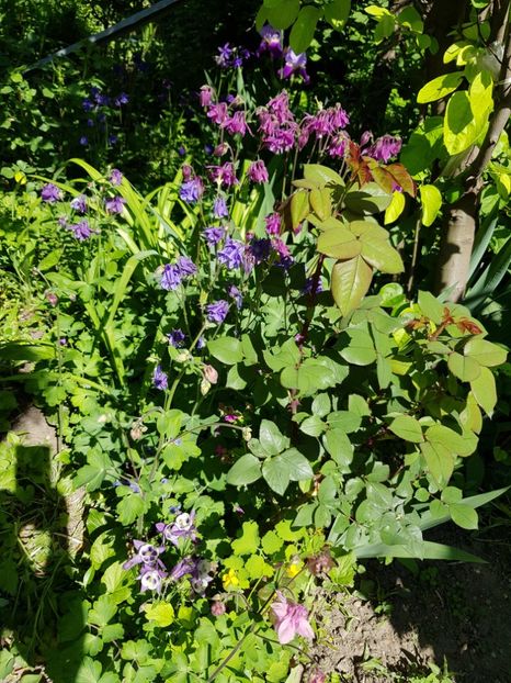 - Caldarusa sau aquilegia