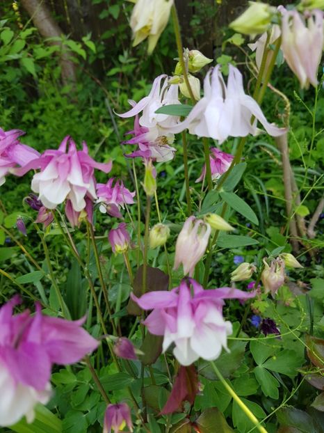  - Caldarusa sau aquilegia