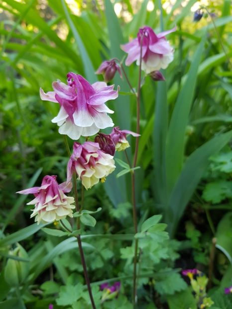  - Caldarusa sau aquilegia