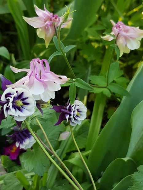  - Caldarusa sau aquilegia