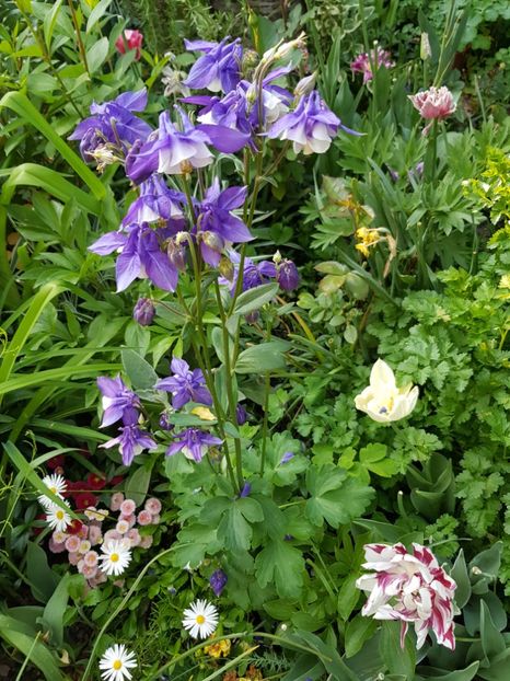  - Caldarusa sau aquilegia