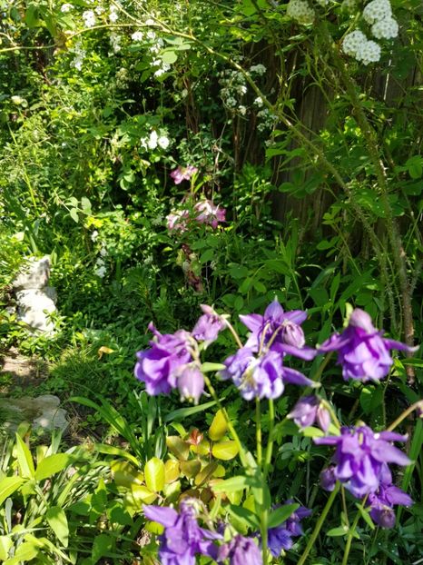  - Caldarusa sau aquilegia