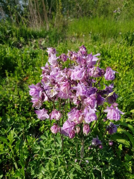  - Caldarusa sau aquilegia
