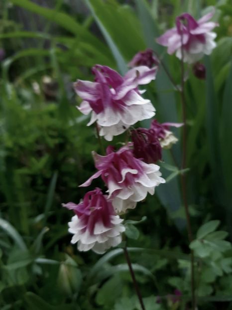  - Caldarusa sau aquilegia