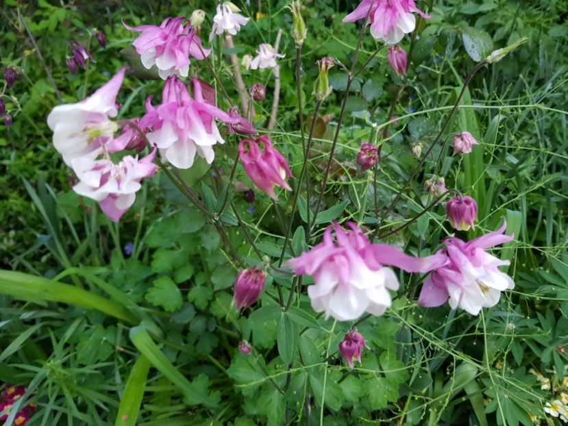  - Caldarusa sau aquilegia